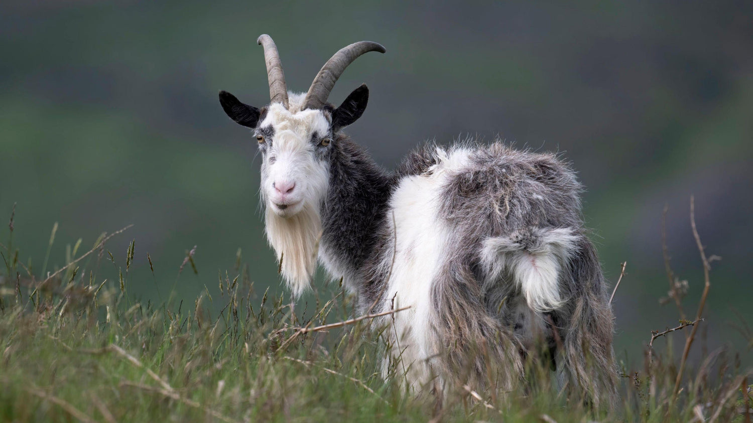 Goat