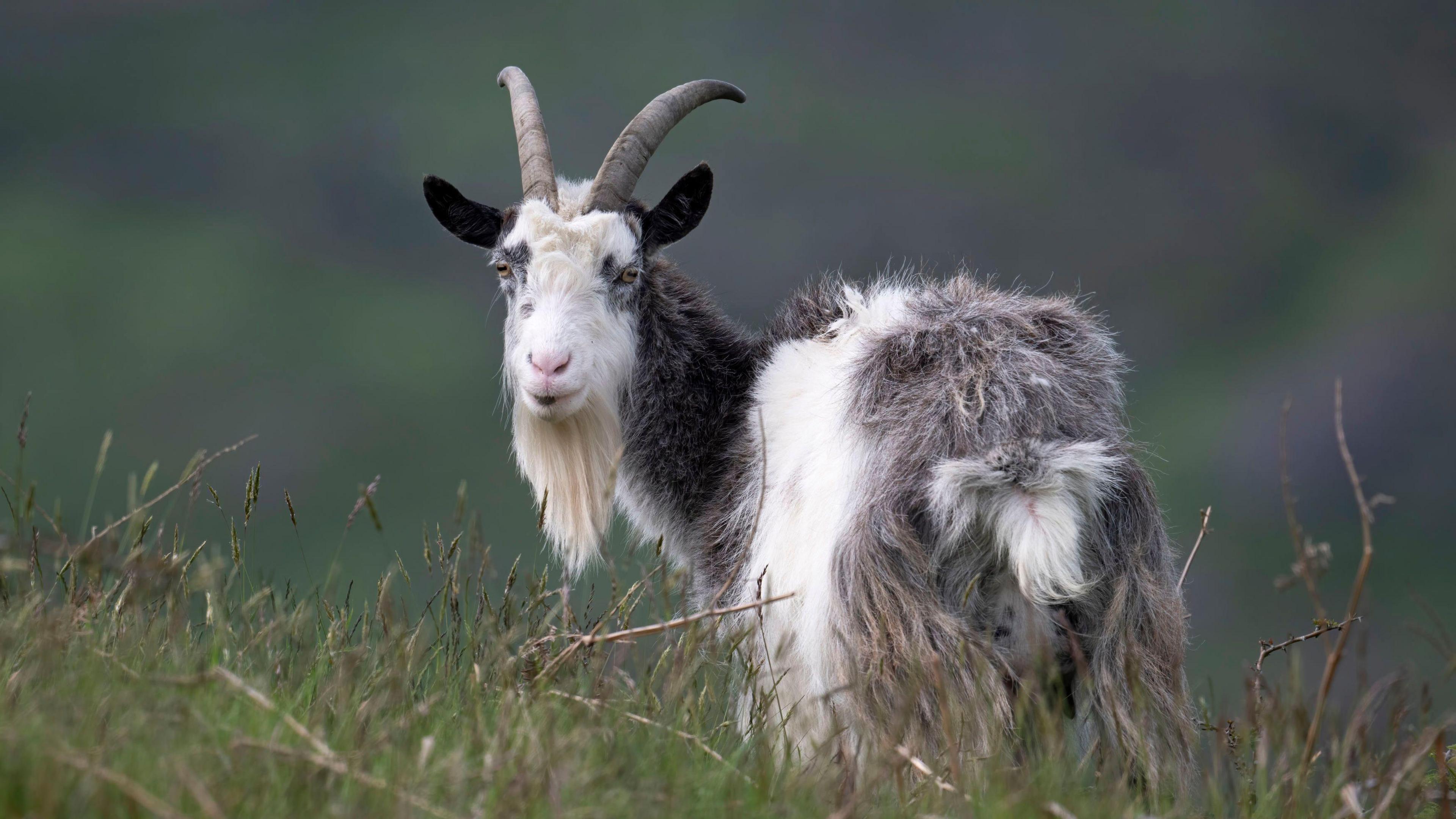 Goat
