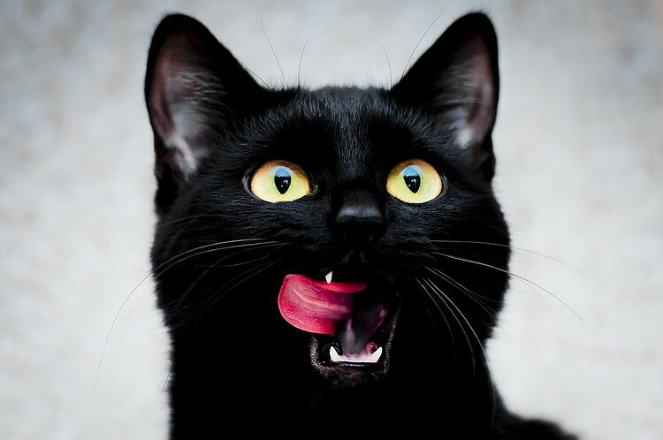 Black Cat