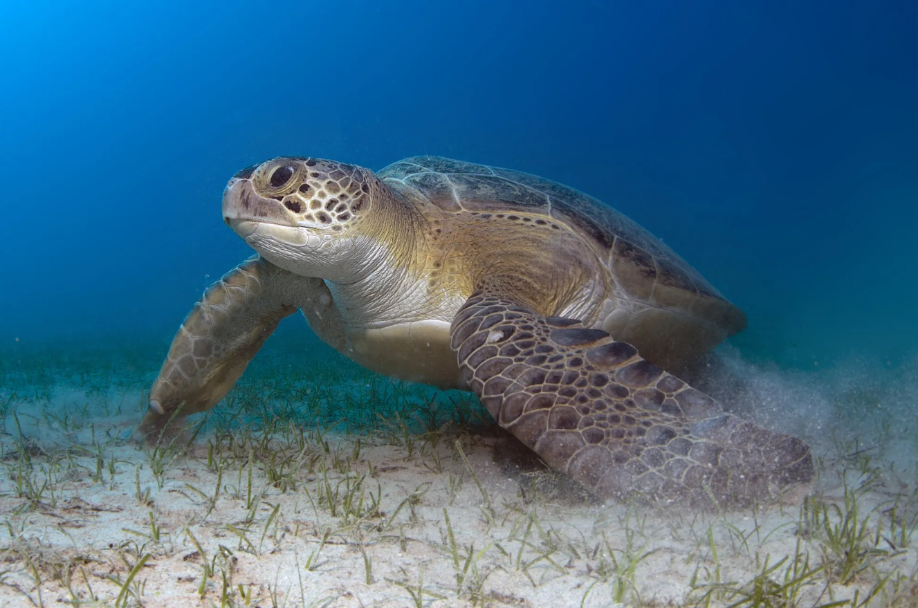 Turtles