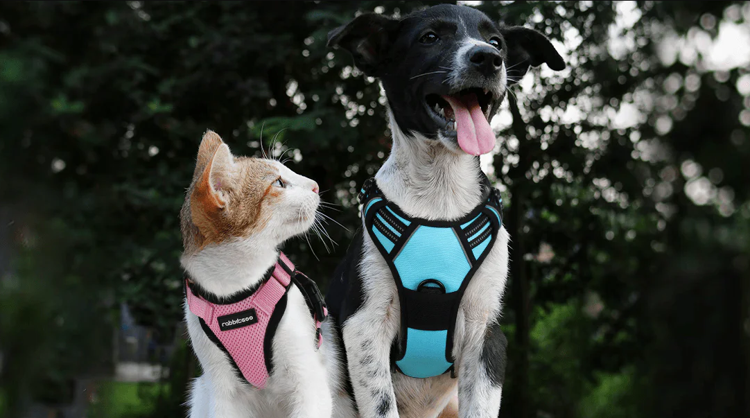 Harness