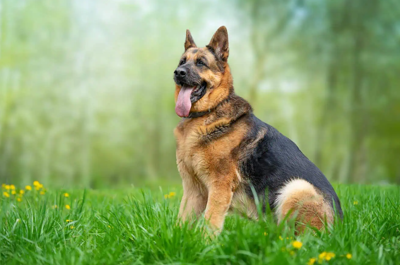 German Shepherd