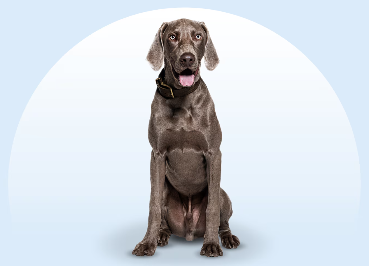 Weimaraner