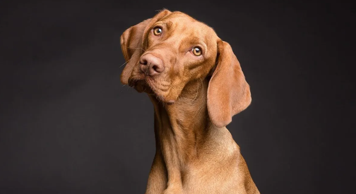 Vizsla
