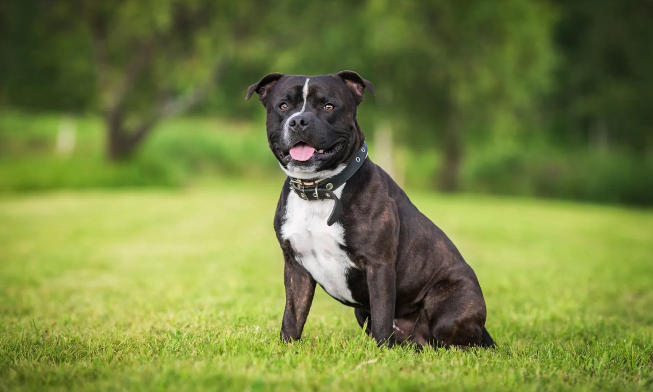 Staffordshire Bull Terrier