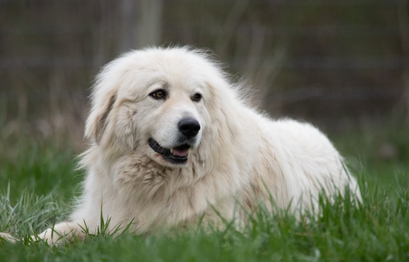 Great Pyrenees