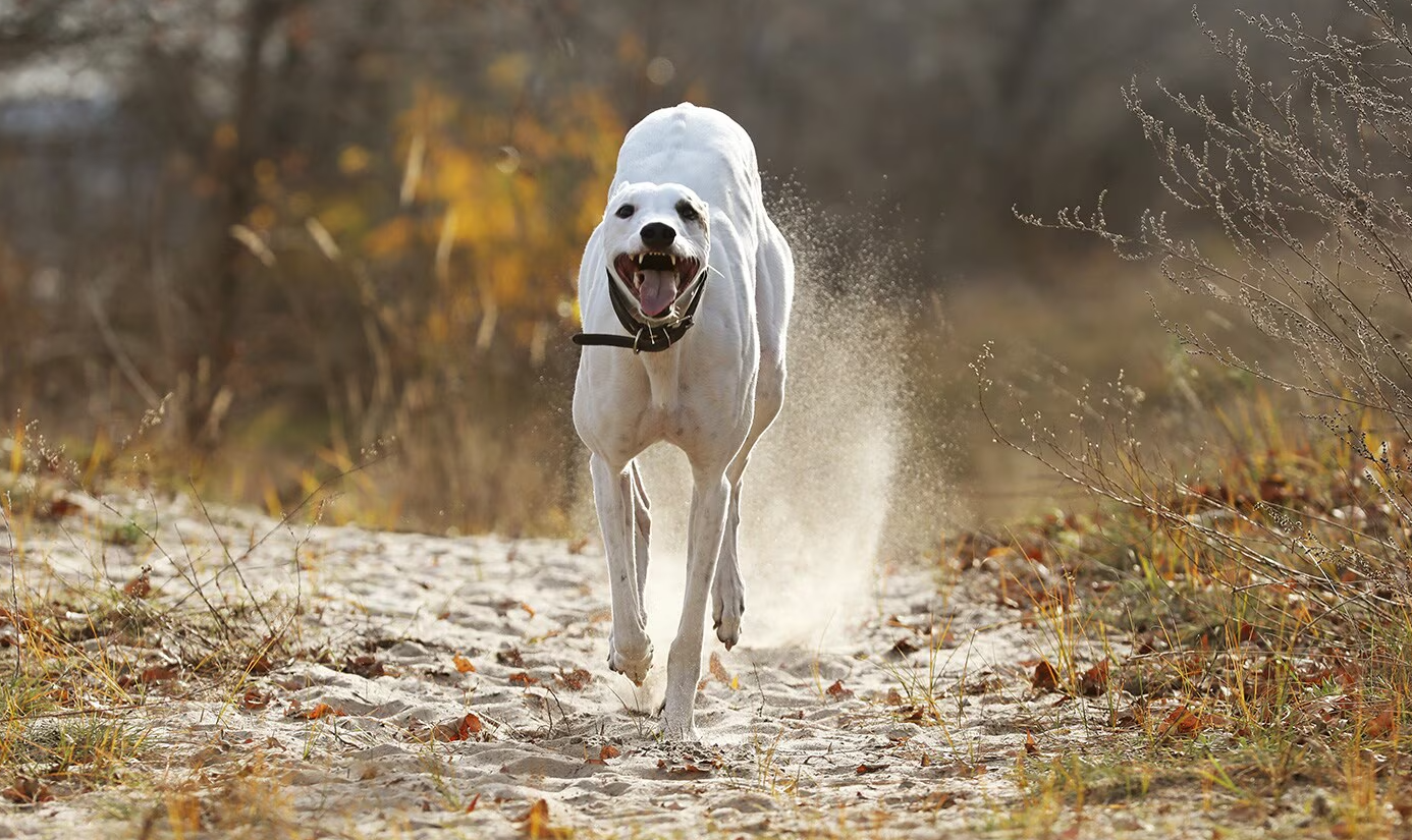Greyhound
