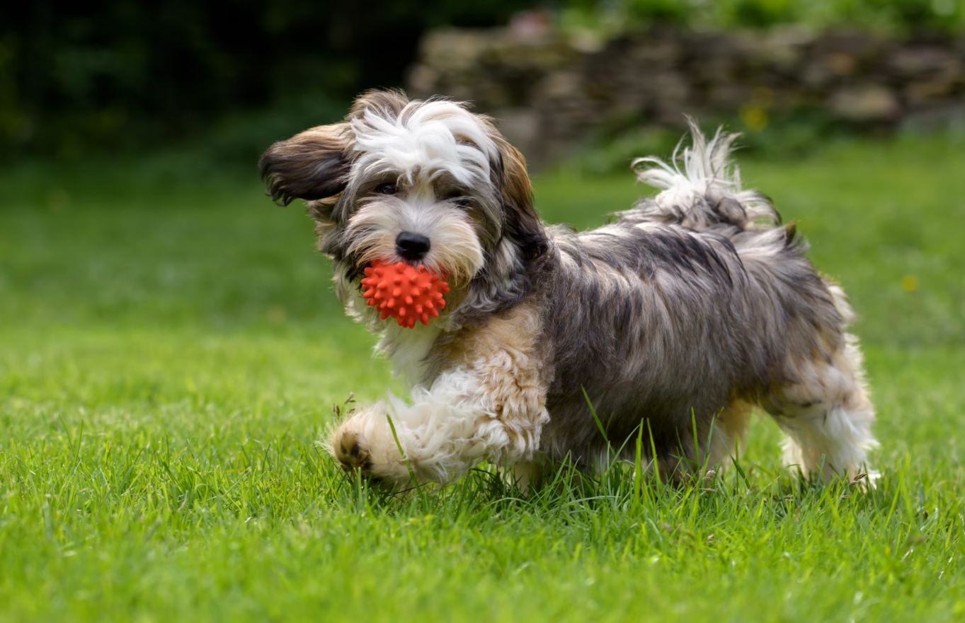 Havanese