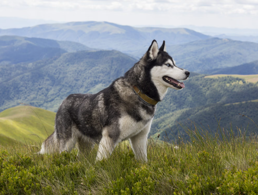 Husky
