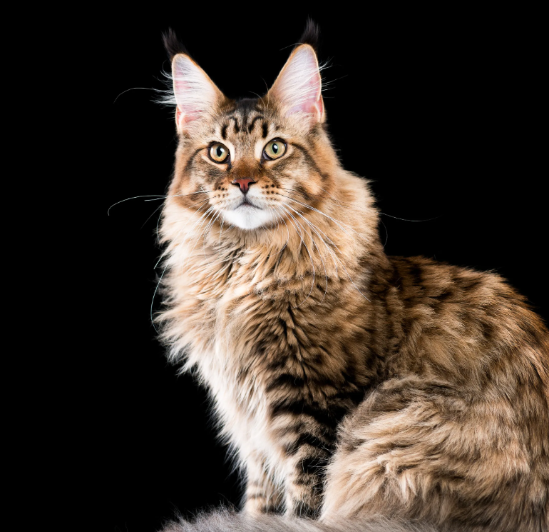 Maine Coon