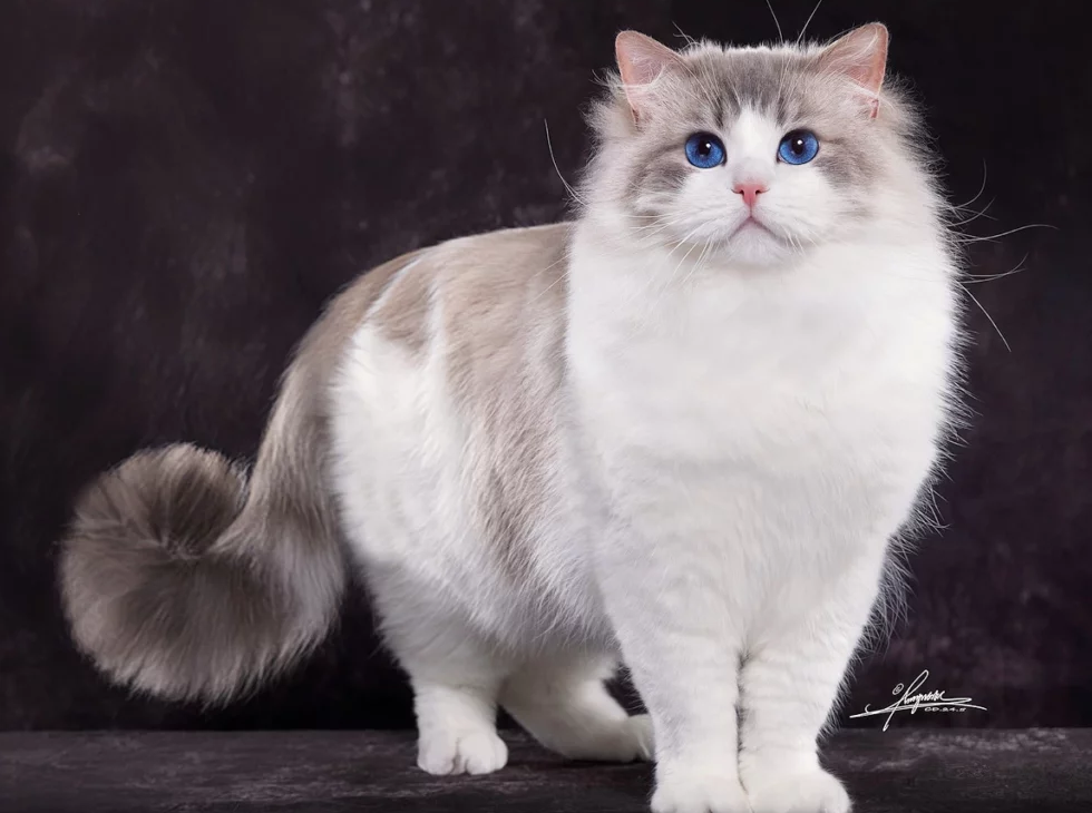 Ragdoll