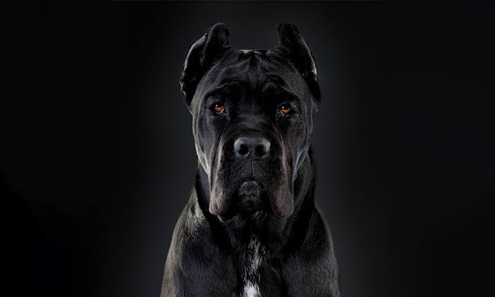 Cane Corso