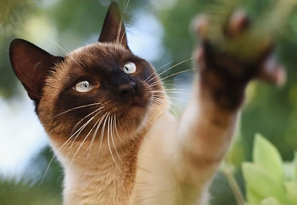 Siamese cat