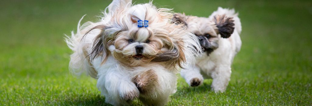 Shih Tzu