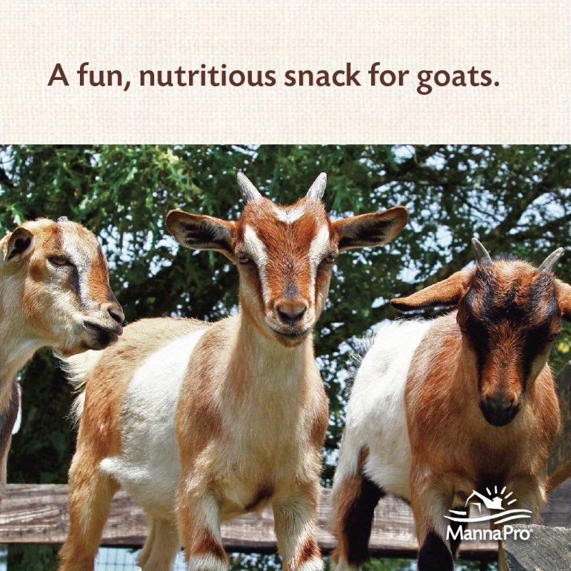 Goat Treats Crafted with Oatmeal for All As of Goats Licorice Flavor 6 lbs