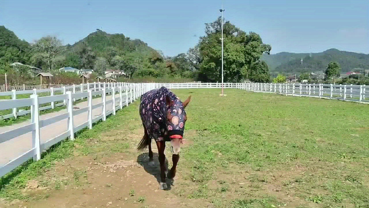 1pc EquiStar Horse Blanket with Neck Cover - Full Body Elastic Thin Polyester Fiber Horse Sheet, All Breed Sizes, Zippered Soft Comfort Protection from Mosquitoes and Flies