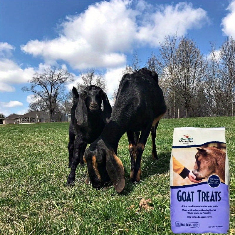 Goat Treats Crafted with Oatmeal for All As of Goats Licorice Flavor 6 lbs