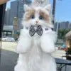 Ragdoll Cat Backpack