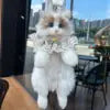 Ragdoll Cat Backpack
