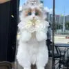 Ragdoll Cat Backpack