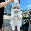 Ragdoll Cat Backpack