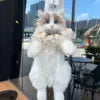 Ragdoll Cat Backpack