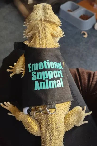 Bearded Dragon Harness And Leash Adjustable Reptile Chest Harness Outdoor Bearded Dragon Lizard Clothes Reptile Accessories