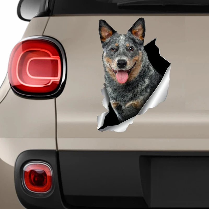 Blue Heeler Car Sticker