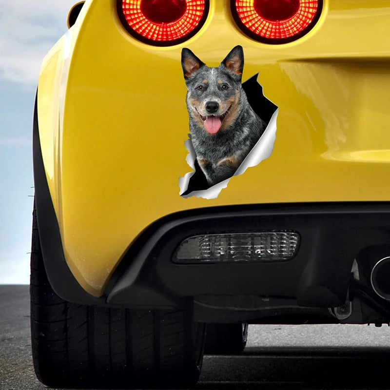 Blue Heeler Car Sticker