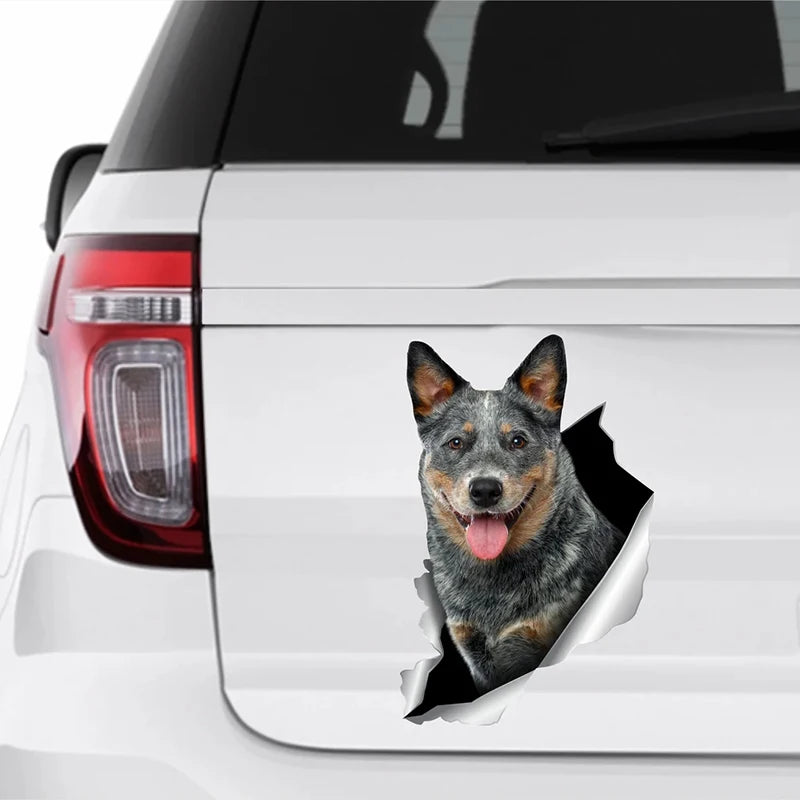 Blue Heeler Car Sticker