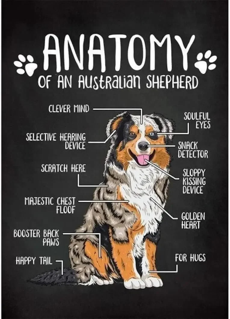 Australian Shepherd Anatomy Metal Sign
