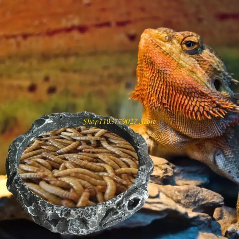 C4DF Water Dish Round Bowl Resin Feeding Bowls for Bearded Dragon for Tu