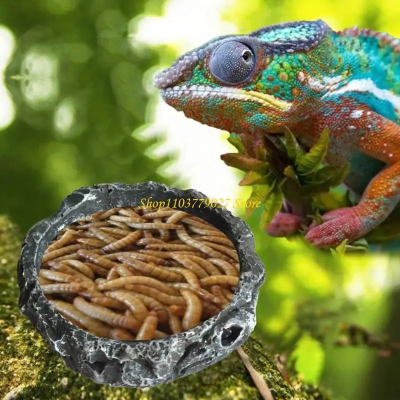 C4DF Water Dish Round Bowl Resin Feeding Bowls for Bearded Dragon for Tu