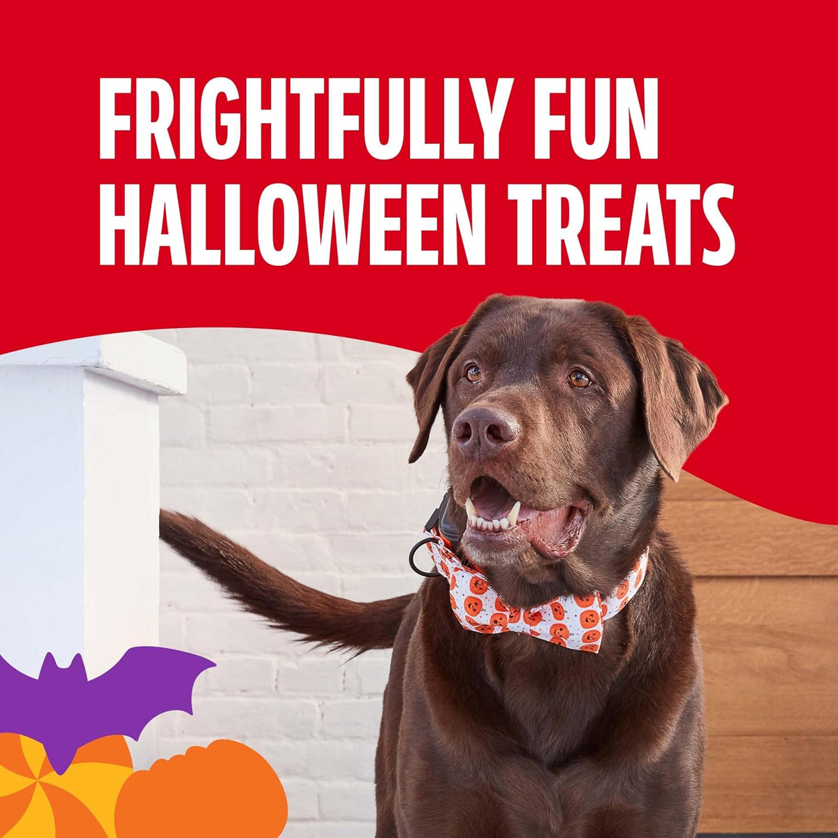 Spooky Biscuits, Halloween Dog Treats, 24 Oz. Pail